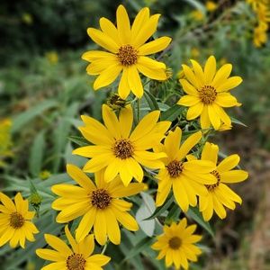 Meet your Posher, Cora